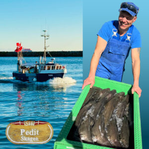 Fisker med friskfanget fisk i Skagen havn